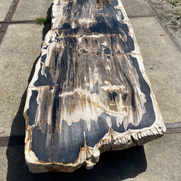 Table top petrified wood 54244