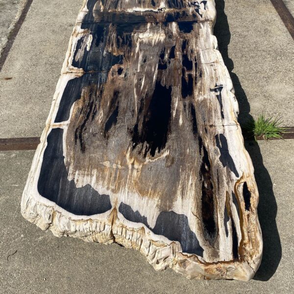 Table top petrified wood 54244