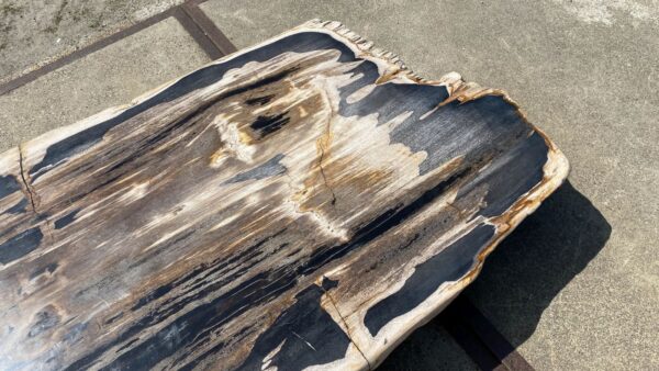 Table top petrified wood 54244