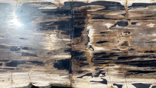 Table top petrified wood 54244