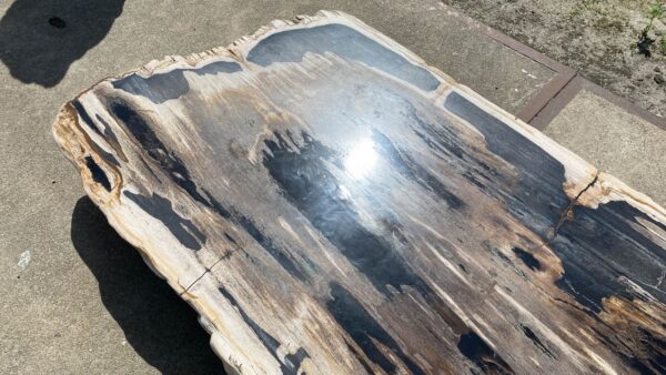 Table top petrified wood 54244