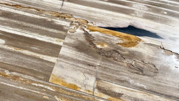 Table top petrified wood 54249