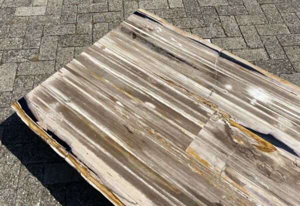 Table top petrified wood 54249