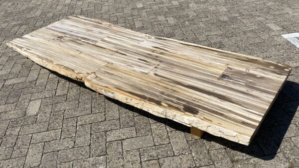 Table top petrified wood 54250