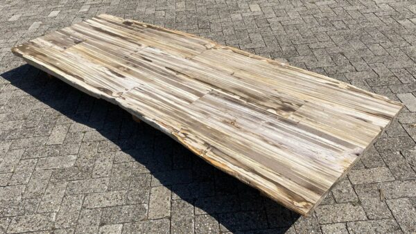 Table top petrified wood 54250