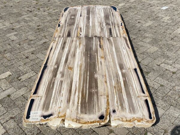 Table top petrified wood 54251