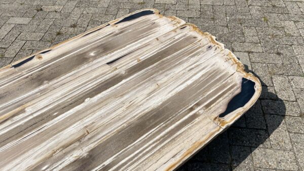 Table top petrified wood 54251