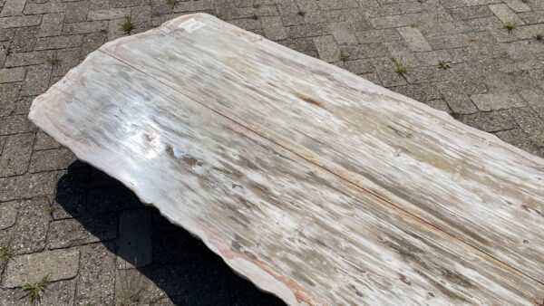 Table top petrified wood 54254