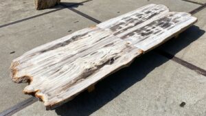 Table top petrified wood 54266