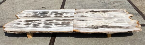 Table top petrified wood 54266