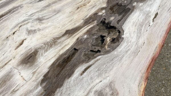 Table top petrified wood 54266