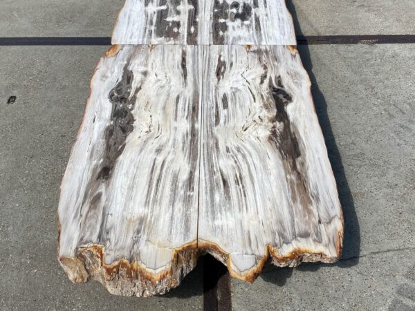 Table top petrified wood 54266