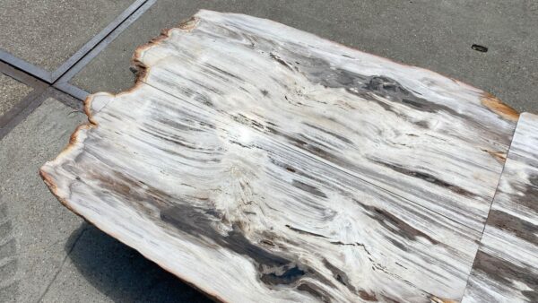 Table top petrified wood 54266