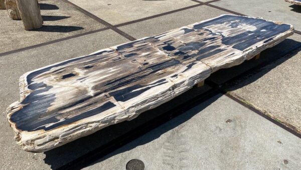 Table top petrified wood 54267