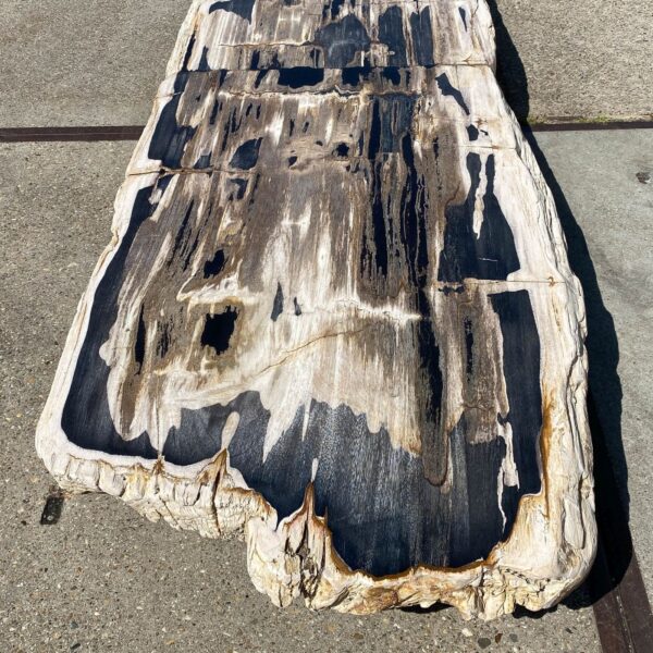 Table top petrified wood 54267