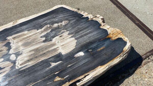 Table top petrified wood 54267