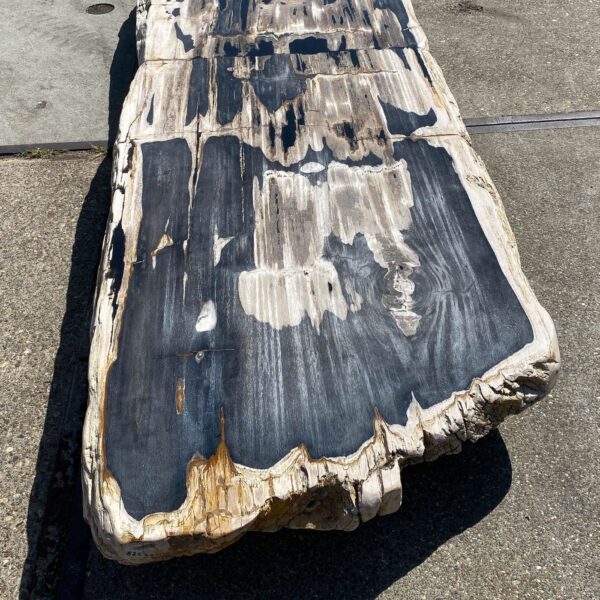 Table top petrified wood 54267