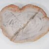 Teller versteinertes Holz 54054