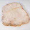 Teller versteinertes Holz 54064