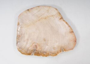 Teller versteinertes Holz 54064