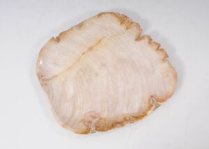 Teller versteinertes Holz 54065