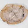 Teller versteinertes Holz 54074