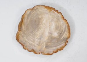 Teller versteinertes Holz 54092