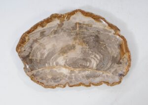 Teller versteinertes Holz 54129