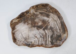 Teller versteinertes Holz 54133