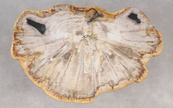 Coffee table petrified wood 55146