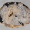 Coffee table petrified wood 55147