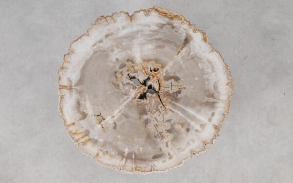 Coffee table petrified wood 55160