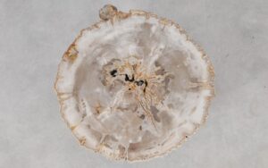 Coffee table petrified wood 55163