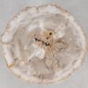 Coffee table petrified wood 55164