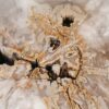 Coffee table petrified wood 55164