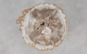 Coffee table petrified wood 55168