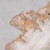 Coffee table petrified wood 55168
