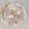 Coffee table petrified wood 55170