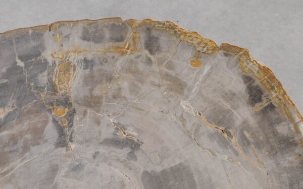 Coffee table petrified wood 55176