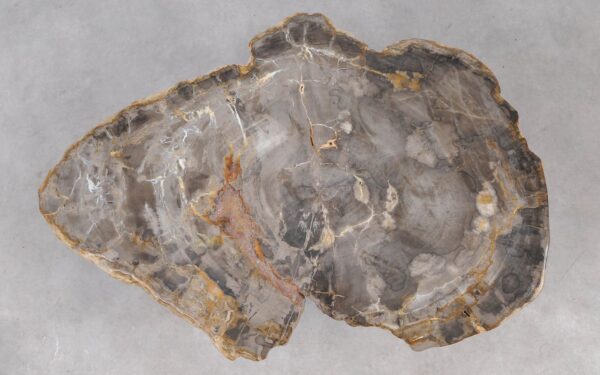 Coffee table petrified wood 55177