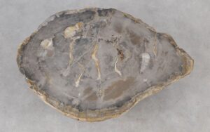 Coffee table petrified wood 55178