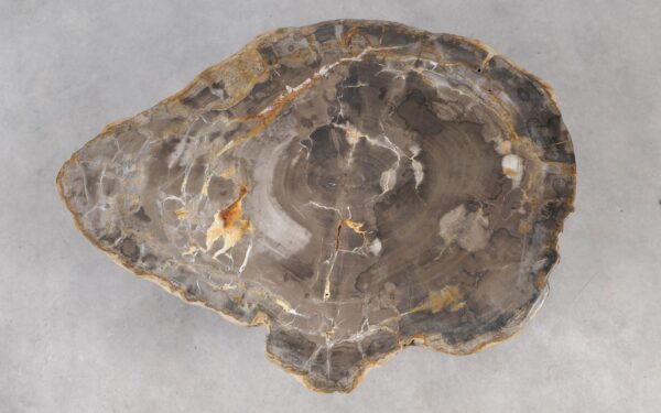 Coffee table petrified wood 55179