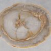 Coffee table petrified wood 55183