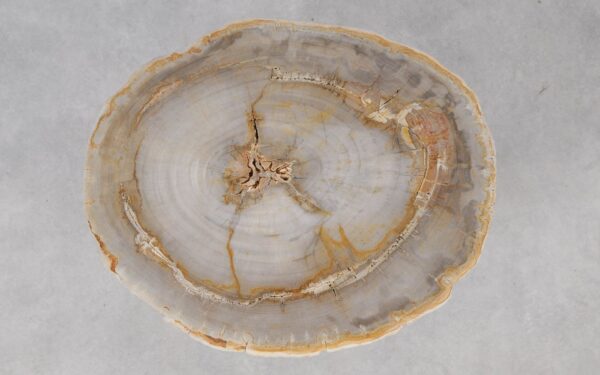 Coffee table petrified wood 55183