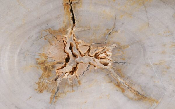 Coffee table petrified wood 55183