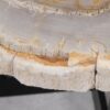 Coffee table petrified wood 55183