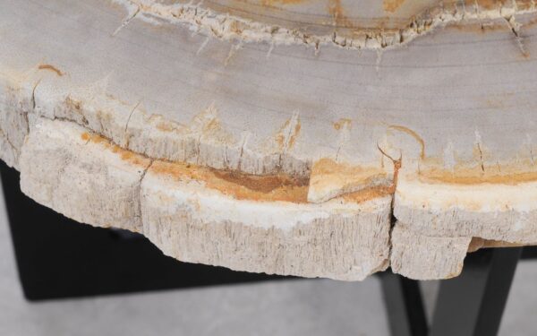 Coffee table petrified wood 55183