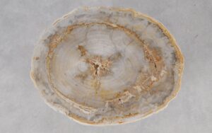 Coffee table petrified wood 55185