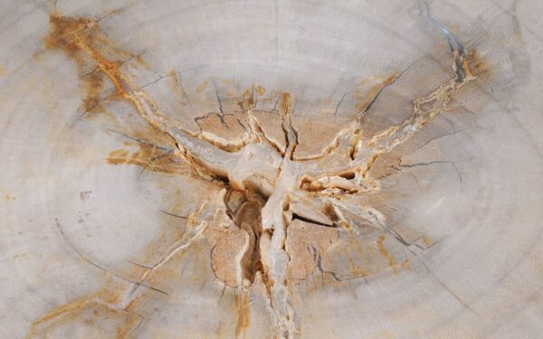 Coffee table petrified wood 55185