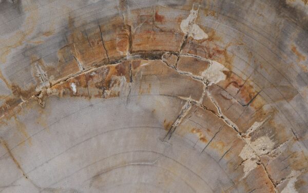 Coffee table petrified wood 55185